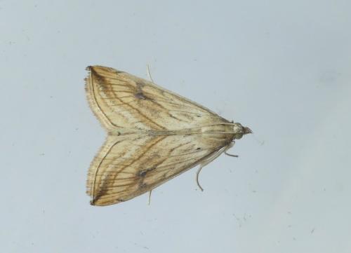 Réf. 190 331 : Evergestis forficalis